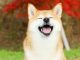 Shiba Inu Coin Price Soars as Coinbase Pro Announces SHIB Cryptocurrency Trading
