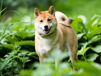 Shiba Inu (SHIB) Leading ETH Gas Consumer Amid Recent DeFi Surge