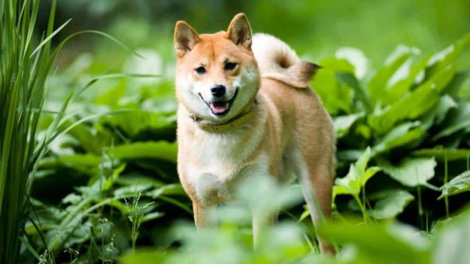 Shiba Inu (SHIB) Leading ETH Gas Consumer Amid Recent DeFi Surge