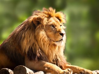 LION crypto surges in price