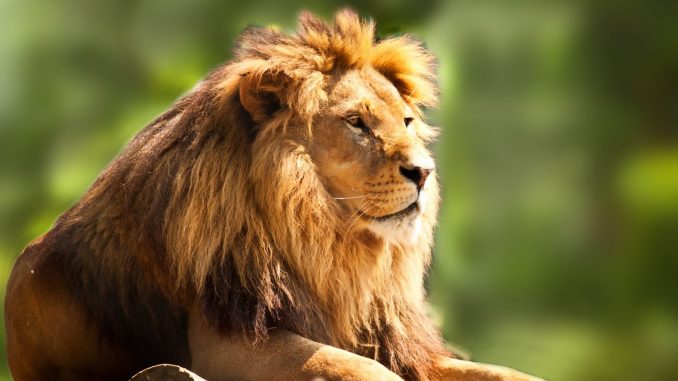 LION crypto surges in price