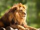 LION crypto surges in price