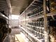 Nevada-Based Bitcoin Mining Operation Cleanspark Purchases 4,500 Bitcoin Miners From Bitmain