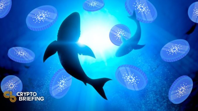 Cardano Sharks Circle Ahead of Potential Bullish Breakout