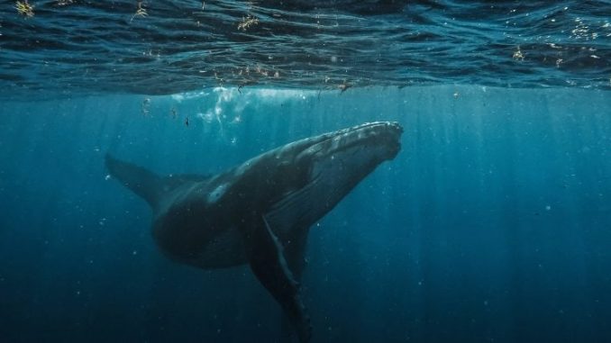 Bitcoin whale deposits $40M USDC into Hyperliquid to boost BTC short position
