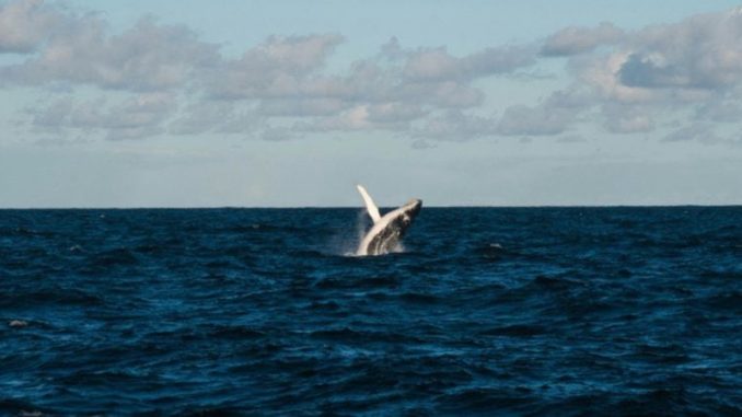 Bitcoin OG faces $12.5M unrealized loss on $617M long position